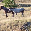Wild Horses 2