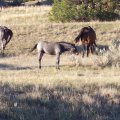 Wild Horses 3