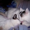 Licking each other