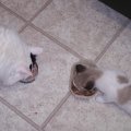 Mocha and Princess eating