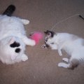 Princess and Mocha Playing2