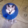 Conehead2