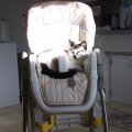 Mocha in highchair (1)