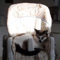 Mocha in highchair (2)