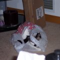 Mocha in plastic bag