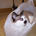 Mocha in plastic bag8