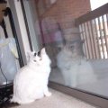 Princess By Patio Door
