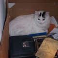 Princess In Another Box 2