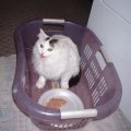 Princess In Laudry Basket