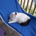 Princess Laying On Patio Furniture 3