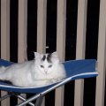 Princess Laying On Patio Furniture