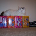 Princess Sitting On Pop Cases