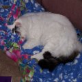 Princess Sleeping On Blanket