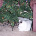 cat and the tree2