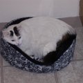 princess in kittens bed