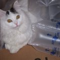 Princess In Box 2