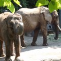 August 17, 2012 - Woodland Park Zoo (23)