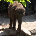 August 17, 2012 - Woodland Park Zoo (25)
