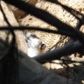 August 17, 2012 - Woodland Park Zoo (28)