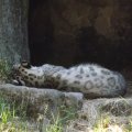 August 17, 2012 - Woodland Park Zoo (29)