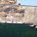 August 17, 2012 - Woodland Park Zoo (31)