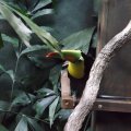 August 17, 2012 - Woodland Park Zoo (39)