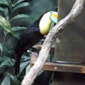 August 17, 2012 - Woodland Park Zoo (41)