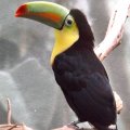 August 17, 2012 - Woodland Park Zoo (42)