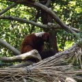 August 17, 2012 - Woodland Park Zoo (46)
