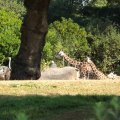 August 17, 2012 - Woodland Park Zoo (5)