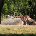 August 17, 2012 - Woodland Park Zoo (6)