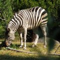August 17, 2012 - Woodland Park Zoo (7)