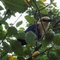 August 17, 2012 - Woodland Park Zoo (9)