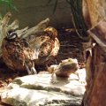 July 18, 2013 - Reptile Gardens (12)