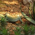 July 18, 2013 - Reptile Gardens (8)