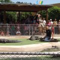 July 18, 2013 - Reptile Gardens - Alligator & Crocodile Show (17)
