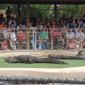 July 18, 2013 - Reptile Gardens - Alligator & Crocodile Show (21)