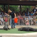 July 18, 2013 - Reptile Gardens - Alligator & Crocodile Show (23)