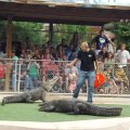 July 18, 2013 - Reptile Gardens - Alligator & Crocodile Show (24)