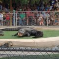 July 18, 2013 - Reptile Gardens - Alligator & Crocodile Show (25)
