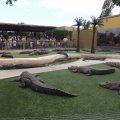July 18, 2013 - Reptile Gardens - Alligator & Crocodile Show (32)
