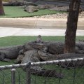July 18, 2013 - Reptile Gardens - Alligator & Crocodile Show (6)