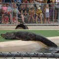 July 18, 2013 - Reptile Gardens - Alligator & Crocodile Show (7)