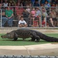 July 18, 2013 - Reptile Gardens - Alligator & Crocodile Show (9)