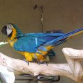 July 18, 2013 - Reptile Gardens - Blue and Gold Macaw (1)
