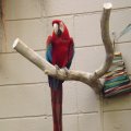 July 18, 2013 -Reptile Gardens - Ruby - Green Winged Macaw (1)