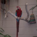 July 18, 2013 -Reptile Gardens - Ruby - Green Winged Macaw (2)