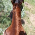 July 20, 2013 - Rockin R Trailrides - horseback riding (43)