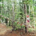 Aug 5, 2014 - Tree Top Adventures (7)