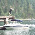 Aug 7, 2014 - Emerald Bay - Dock Jumping - RJ (10)